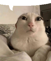 a close up of a cat 's face with a speech bubble in the background