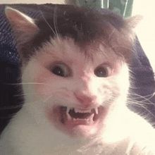 a black and white cat with sharp teeth is sitting on a couch .