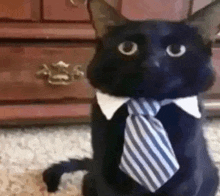 a black cat wearing a blue and white striped tie and collar .