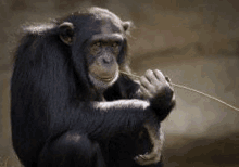 a chimpanzee is sitting on the ground eating a branch .