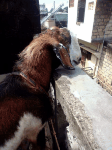 a brown and white goat with a collar that says ' sheep ' on it 's neck