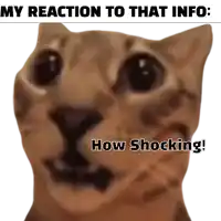 a picture of a cat with the words " my reaction to that info : how shocking ! "