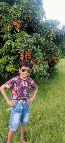 a young boy wearing sunglasses stands in front of a tree filled with red fruits