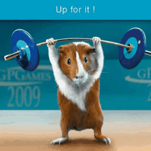 a guinea pig is lifting a barbell in front of a sign that says gp games 2009