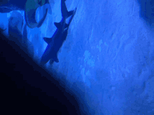 a shark is swimming in the blue water