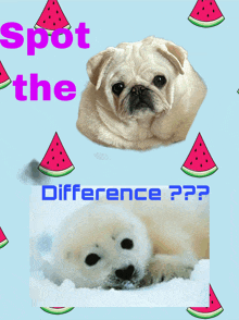 a pug dog and a seal puppy are on a blue background with watermelon slices and the words spot the difference