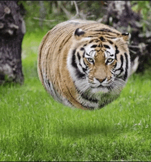 a tiger that looks like a ball is walking in the grass