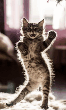 a kitten is standing on its hind legs and reaching up towards the camera .