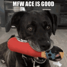 a dog is holding a stuffed animal in its mouth with the caption mfw ace is good above it