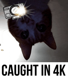 a picture of a cat with the words caught in 4k on the bottom