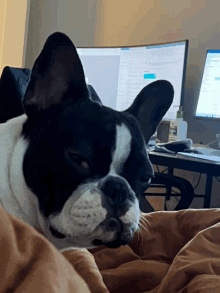 a black and white dog is laying in front of a computer monitor