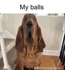 a dog standing on its hind legs with the words my balls above it