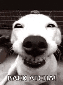 a black and white photo of a smiling dog with the words `` back atcha '' written next to it .