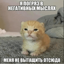 a kitten is laying on a bed with a caption in a foreign language