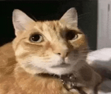 a close up of an orange and white cat with a collar on looking at the camera .