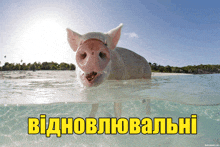 a picture of a pig in the water with the words " відновлювальні " in yellow