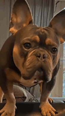 a brown and tan dog standing on a couch