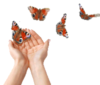 a person is holding a butterfly in their hands and three other butterflies are flying around them