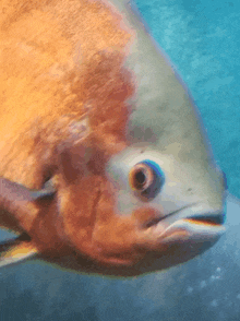 a close up of a fish 's face with a blue background