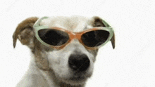 a dog wearing sunglasses is looking at the camera .