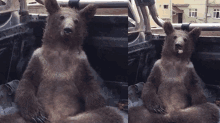 a bear is sitting in the back of a truck with its tongue sticking out