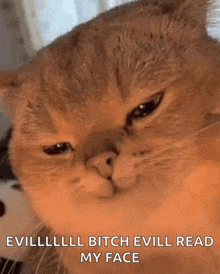 a close up of a cat 's face with the words evillll bitch evilll read my face below it