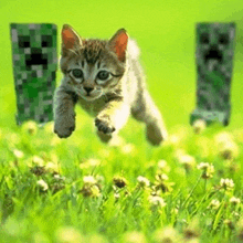 a kitten is jumping in the air in a field of flowers with creepers in the background .