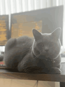 a gray cat is laying on top of a desk in front of a computer monitor .