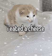 a small brown and white kitten is sitting on a carpet with the words `` i ate a cheese '' written on it .