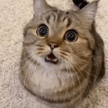 a close up of a cat looking up at the camera on a carpet .