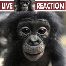 a picture of a chimpanzee with the words live reaction behind it