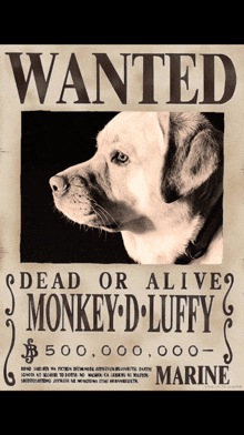 a wanted poster for monkey d luffy has a picture of a dog