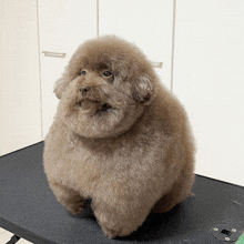 a very fluffy brown dog is sitting on a table