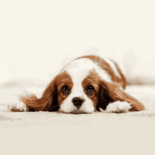 a brown and white dog laying down with its head on the floor