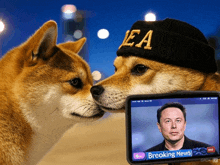 a dog wearing a beanie that says ea kisses another dog