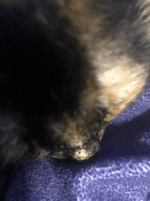 a close up of a cat 's paw on a purple cloth