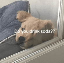 a dog looking out a window with the words " do you drink soda " written below it