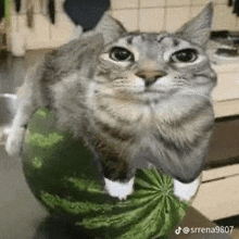 a cat is sitting on top of a watermelon on a table .