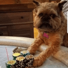 a dog is sitting on a table with a pile of poker chips .