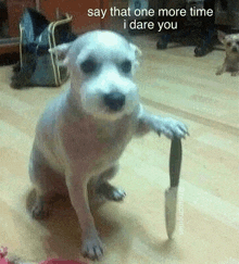 a small white dog is holding a knife on its hind legs .