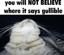 a picture of a cat with the words you will not believe where it says gullible