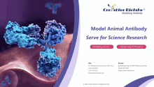 an advertisement for creative biolabs model animal antibody