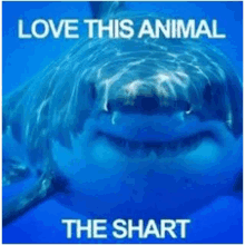 a picture of a shark with the caption love this animal the shark .