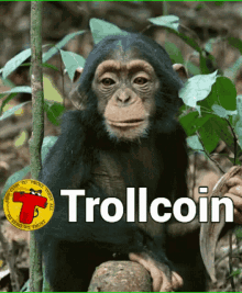 a picture of a chimpanzee with the word trollcoin written below it