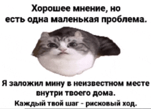 a picture of a cat with a foreign language caption