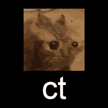 a close up of a cat 's face with the words `` ct '' written below it .