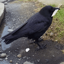 a black bird standing on the ground with a piece of paper in its beak