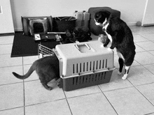 a black and white cat standing next to a pet carrier with a dog in it