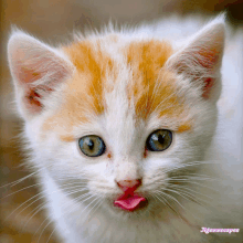 a close up of a cat with a pink tongue sticking out