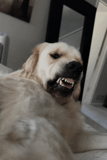 a close up of a dog with its mouth open and teeth visible